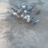 ۲۳ تا ۷تا نر بقیه ماده همه جنگنده پرشی فروشی|پرنده|مشهد, بالا خیابان|دیوار