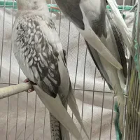 عروس هلندی البینو