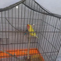 طوطی برزیلی|پرنده|قشم, |دیوار