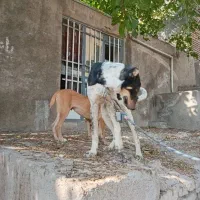 سگ افغان توله۵ماه درشت پنجه دار نگهبان جانواری|سگ|بومهن, |دیوار
