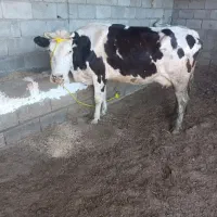 گاو قربانی دو رگ محلی