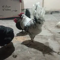 مرغ و خروس|حیوانات مزرعه|کهریزک, |دیوار