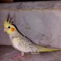 جوجه عروس هلندی ۳ماه مرواریدی|پرنده|شیراز, شهرک سراج‎|دیوار