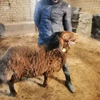 بره قوچی همو