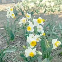 گل نرگس|گل و گیاه طبیعی|مینودشت, |دیوار