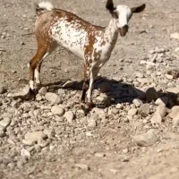 بز چند قلوزا