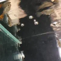 فروش  ماهی گوپی و دمشمشیری|ماهی|تهران, خلیج فارس|دیوار