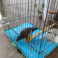 جوجه مینا ۱۱۰۰با قفس از دست دون میخوره