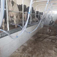 شیردوش گاو صنعتی|ماشین‌آلات صنعتی|اصفهان, شهرک صنعتی امیرکبیر (شاپور جدید)|دیوار