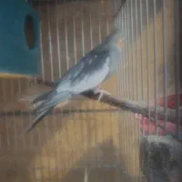 جفت عروس هلندی نر سخن گو