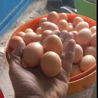 فروش ویژه تخم‌مرغ محلی و تخم اردک محلی تازه