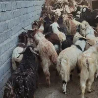 تعداد 100راس بزغاله درجه یک جفتی 17000000|حیوانات مزرعه|هشترود, |دیوار