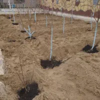 باغبانی و تیلرهرس در تمام نقاط مشهد|خدمات باغبانی و درختکاری|مشهد, توس (بلوار توس)|دیوار