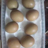 تخم مرغ خروس آمریکایی