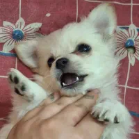 توله ۲ ماهه