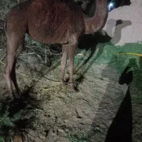 لطفاً مزاحم نشوید