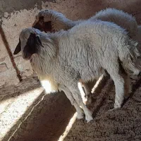 بره قوچی کله بور