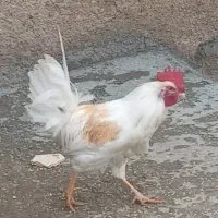 خروس محلی|حیوانات مزرعه|دهگلان, |دیوار