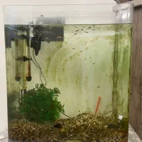 آکواریوم ماهی|ماهی|بجنورد, |دیوار
