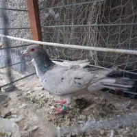 کفتر|پرنده|چناران, |دیوار
