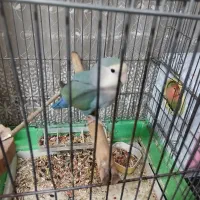 طوطی برزیلی مولد|پرنده|کرج, فاز ۳ گوهردشت|دیوار