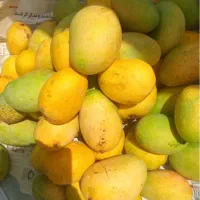 فروش عمده و خرده انبه سبز و زردارسال به سراسر کشور