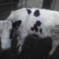 گوساله نر ماده