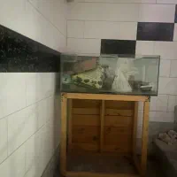 اکواریوم|ماهی|کرج, عظیمیه|دیوار