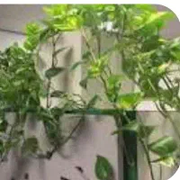 ویزیت و مشاوره گل