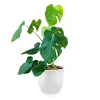 گل برگ‌انجیری