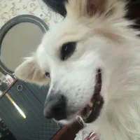 واگذاری پامر