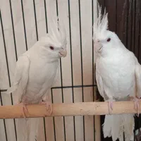عروس هلندی البینو|پرنده|شیراز, مسلم|دیوار