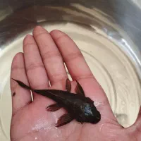 انواع کت پوزه بوته ای