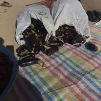 فلفل و بادمجان عمده سر مزرعه|خوردنی و آشامیدنی|شباب, |دیوار