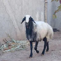 قوچ نر ،جهت نذری عاشورا