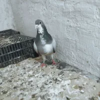 کفتر شهری الماسی نر و طوقی ماده