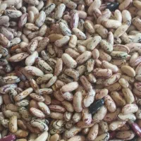 بذر پاک باقلا محلی