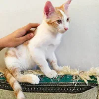 واگذاری گربه