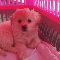 سگ نژاد تریر شیتزو