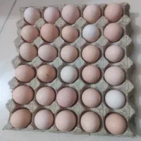 تخم مرغ محلی