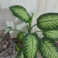 دیفن|گل و گیاه طبیعی|نمین, |دیوار