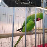 دنیای پرندگان سخنگو (تینا)|پرنده|بوکان, |دیوار