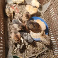 گلین،۲رگ امپراطور،ریشوچلتاج،۷روزه ۸۰زیرقیمت
