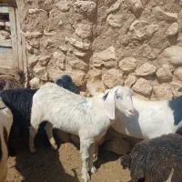 بز قاله شیر کم  فروشی