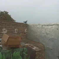 کفتر‌|پرنده|کلاله, |دیوار