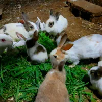 بچه خرگوش های دوست داشتنی