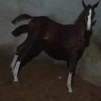 کره مادیون کُرد