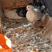 دم چتری|پرنده|پارس‌آباد, |دیوار