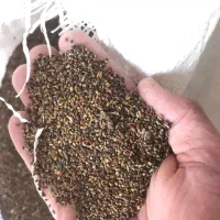 بذر یونجه|خدمات باغبانی و درختکاری|شیراز, فرهنگ شهر|دیوار