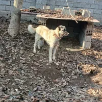 واگذاری سگ نر